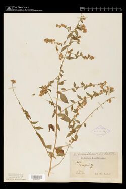 Herbarium specimen collected by T. Nuttall, 1831, in New Jersey. Identified as Symphyotrichum lateriflorum var. horizontale. Hand labeled Aster divergens and Aster lateriforus (L.) Britten. New York Botanical Garden Steere Herbarium.