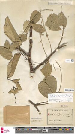 Naturalis Biodiversity Center - L.2053021 - Leptoderris hypargyrea Dunn - Leguminosae-Pap. - Plant type specimen.jpeg