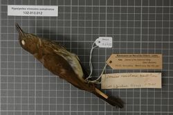 Naturalis Biodiversity Center - RMNH.AVES.126675 1 - Hypsipetes virescens sumatranus (Wardlaw Ramsay, 1882) - Pycnonotidae - bird skin specimen.jpeg