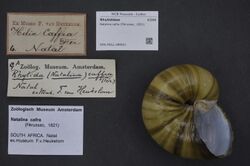 Naturalis Biodiversity Center - ZMA.MOLL.389021 - Natalina cafra (Férussac, 1821) - Rhytididae - Mollusc shell.jpeg