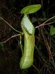 Nepenthes hamata upper pitcher.jpg