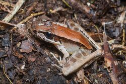 Odorrana nasica, Long-nosed odorous frog - Khun Nan National Park (47750974122).jpg