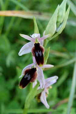 Ophrys lunulata zingaro 122.jpg