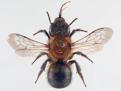 Osmia uncinata 2.jpg