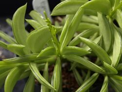 Peperomia dolabriformis.jpg