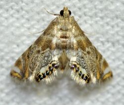 Petrophilia confusalis – Confusing Petrophila Moth (14605870881).jpg