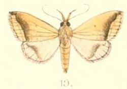 Pl.6-19-Simplicia mistacalis (Guenée, 1854).JPG