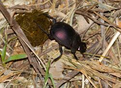 Plum Dung Beetle (Anachalcos convexus) rolling a ball at night (12598065815).jpg