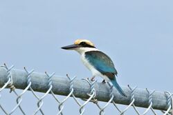 Pohnpei Kingfisher.jpg