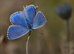 Polyommatus corydonius.jpg