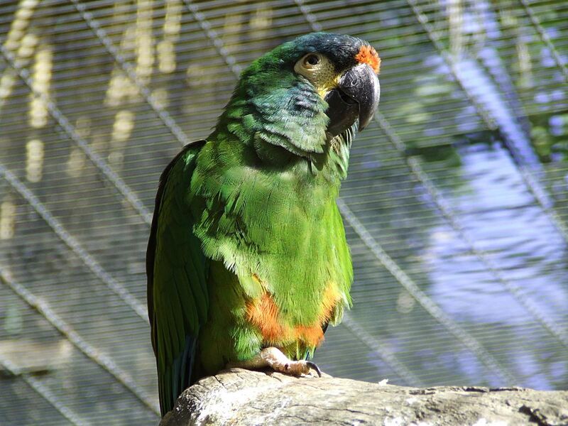 File:Primolius maracana -Palmitos Park -Gran Canaria-8a.jpg