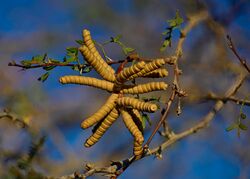 Prosopis pubescens dry seeds.jpg