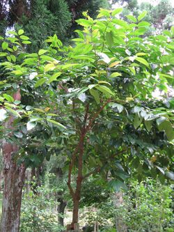 Prunus zippeliana2.jpg
