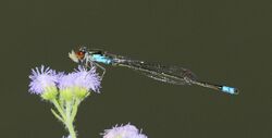 Pseudagrion sudanicum 005829-1.jpg