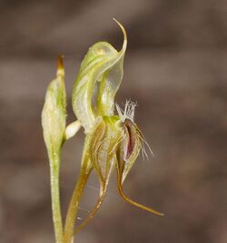 Pterostylis setifera.jpg