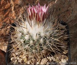 Rapicactus mandragora.jpg