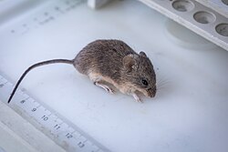 Ratón Maicero (Calomys musculinus).jpg