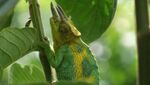 Ruwenzori three-horned chameleon - close up.JPG