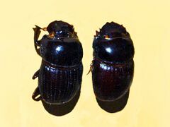 Scarabaeidae - Coptodactyla glabricollis.JPG