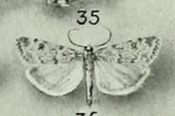 Scoparia italica.JPG