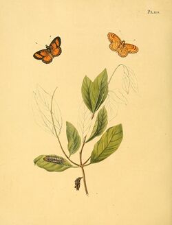 Sepp-Surinaamsche vlinders - pl 119 plate Ortilia liriope.jpg