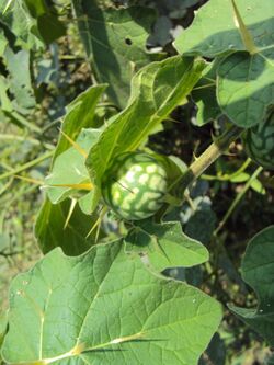 Solanum aculeatissimum 10.JPG