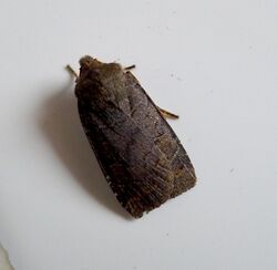 Southern Chestnut. Agrochola haematidea - Flickr - gailhampshire (1).jpg