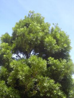 Starr 040812-0017 Podocarpus sp..jpg