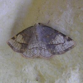 Stegania trimaculata.jpg