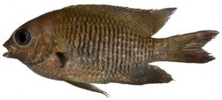 Stegastes diencaeus, Adult (Longfin Damselfish) (2848474835).jpg