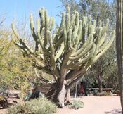 Stetsonia coryne - Desert Botanical Garden.jpg