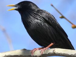 Sturnus unicolor-male singing.jpg