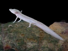 Texas blind salamander on a rock