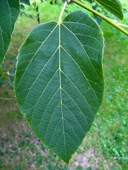 Tilia tuan leaf.jpg