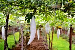 Trichosanthes cucumerina (snake gourd).jpg