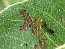 Up Close View of a Pear Slug (Caliroa cerasi) Larva on a Pear Tree.jpg