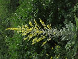 Verbascum pulverulentum 4 RF.jpg