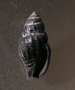 Vexillum ficulinum 002.jpg