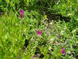 Vicia pyrenaica 1.jpg