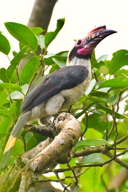 Visayan Tarictic Hornbill.jpg