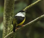 White-collared Manakin - Sarapiqui - Costa Rica MG 0596 (26585018422).jpg