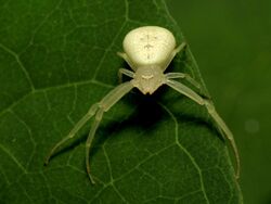 White Crab Spider - Flickr - treegrow (2).jpg