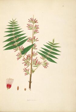 Woodfordia fruticosa.jpg