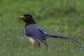 Yellow-billed Blue Magpie Dugalbitta Chopta Uttarakhand India 13.06.2013.jpg