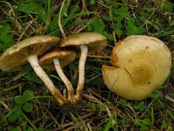 2010-11-06 Pholiota gummosa (Lasch) Singer 118899.jpg