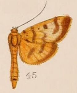 45-Phryganodes chrysalis= Phostria chrysalis (Hampson, 1908).JPG