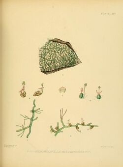 A hand-book to the flora of Ceylon (Plate LXXVI) (6430658917).jpg