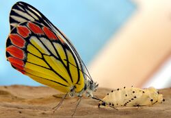 A just born butterfly - Common Jezebel (Delias eucharis).jpg