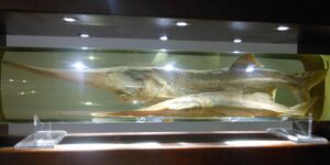A specimen of Psephurus gladius, Museum of Hydrobiological Sciences, Wuhan Institute of Hydrobiology (4).jpg
