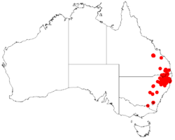 Acacia venulosaDistMap938.png